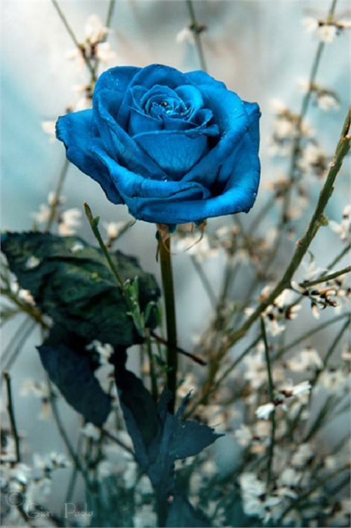 10 Most Beautiful Roses