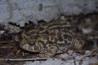 American toad tucked down into dirt.