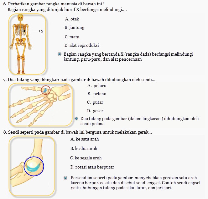 Soal tentang Rangka Manusia BAHASKATA