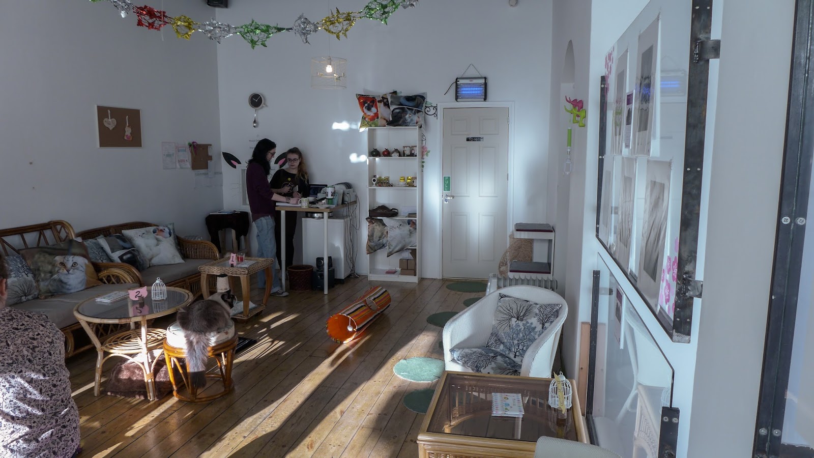 Konsep Terpopuler 45+ Cat Cafe Newcastle