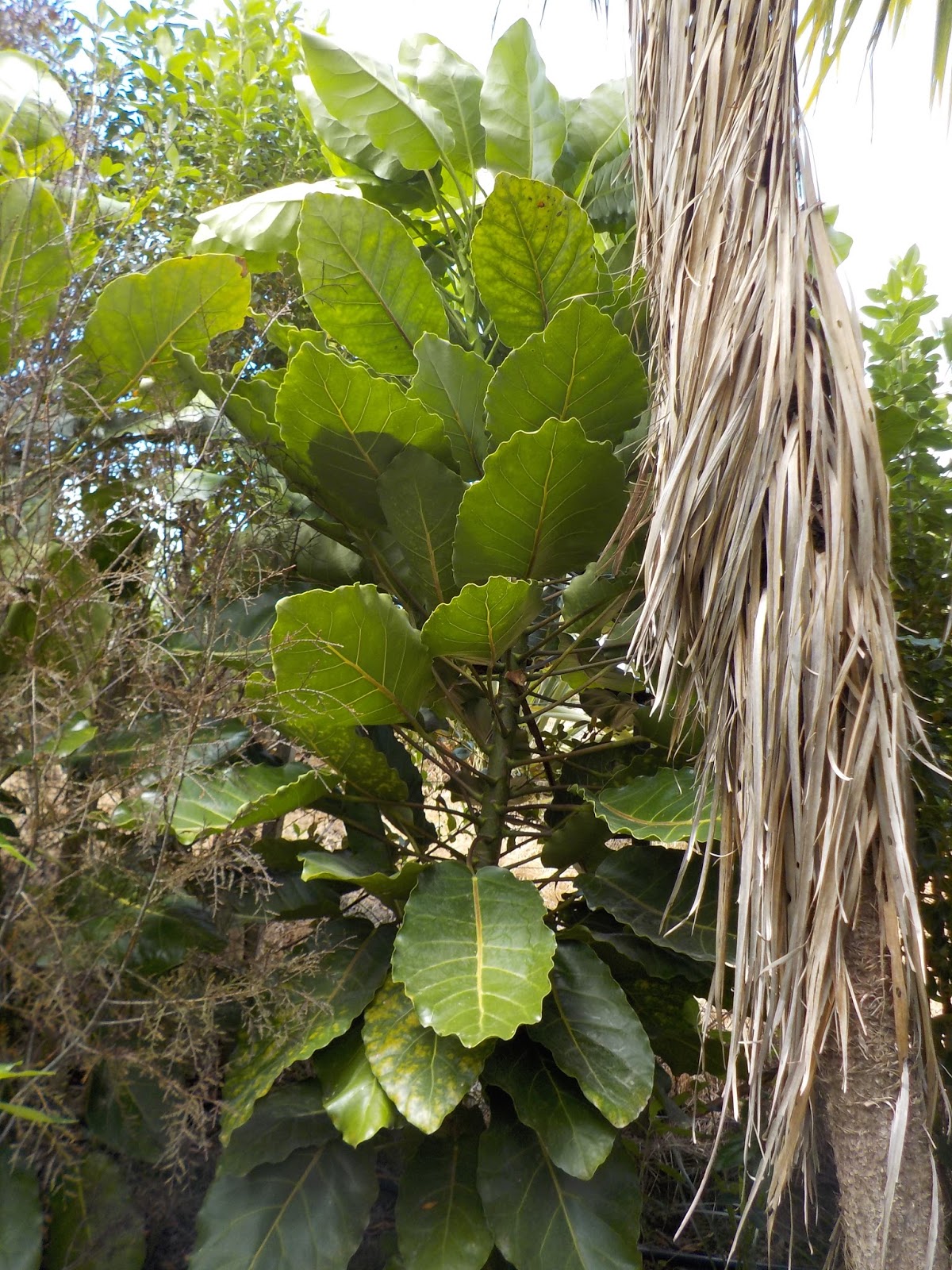 cabbage tree farm Cabbage tree flowering season