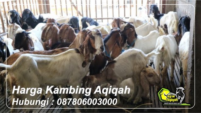 Harga Kambing Aqiqah 2018 dan 2019