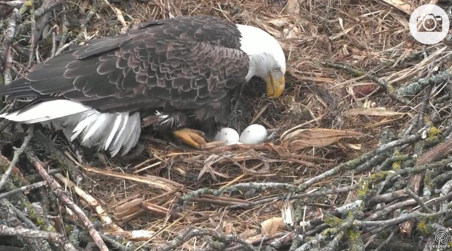 wildlife webcams raptor resource project decorah eagles wildlife webcams raptor resource project decorah eagles