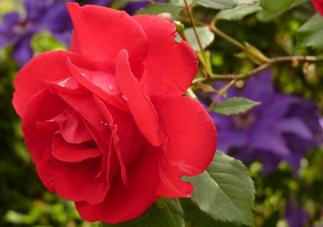 Cara Mewarnai Bunga Mawar Dengan Pewarna Makanan - Gambar ...