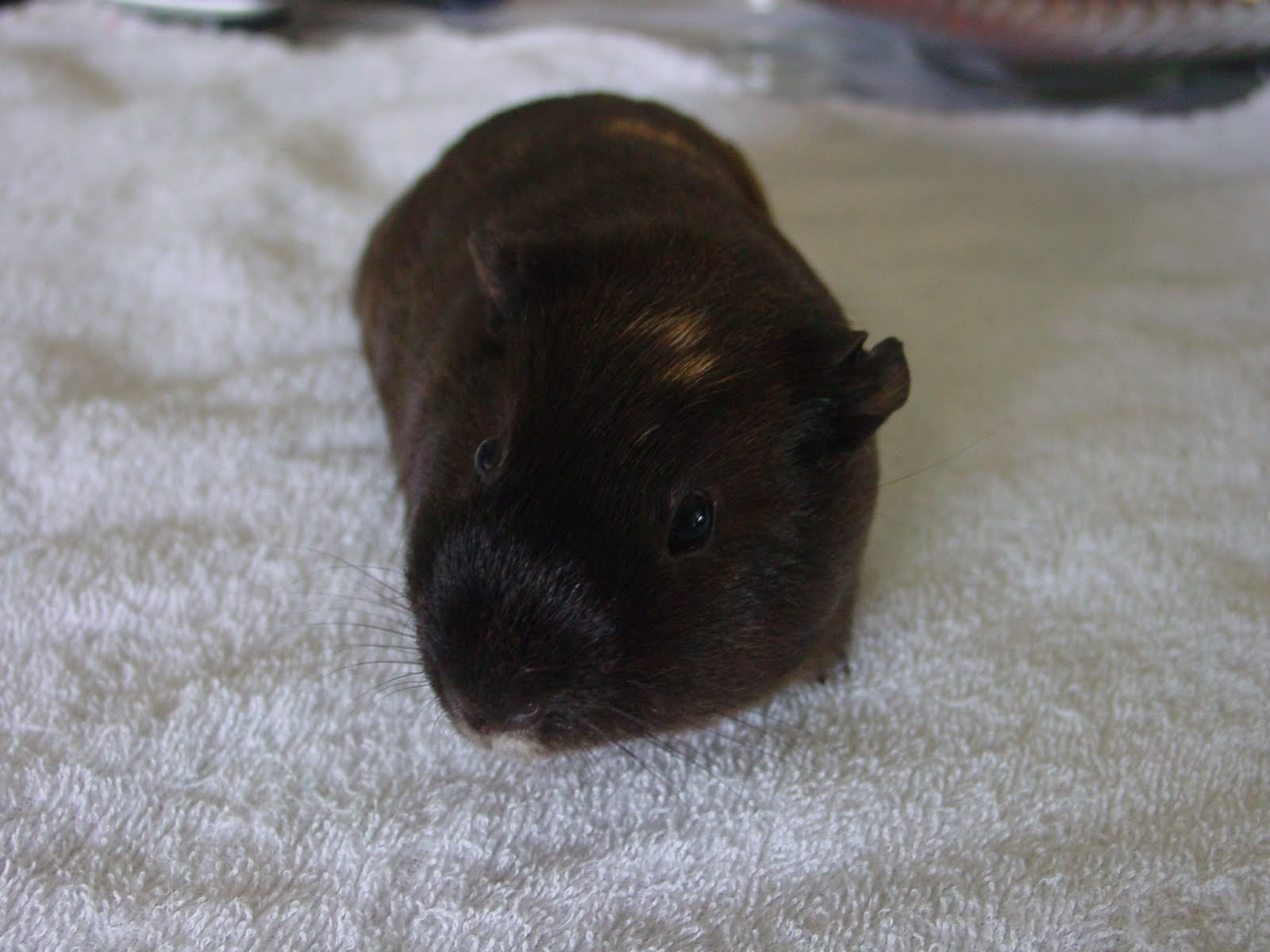 My guinea pig "Cheryl"