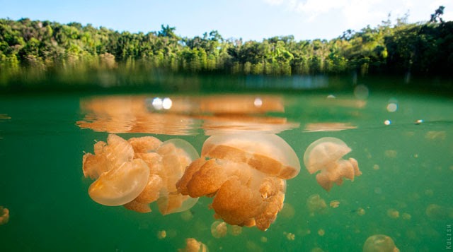 El Lago de las Medusas en Palau