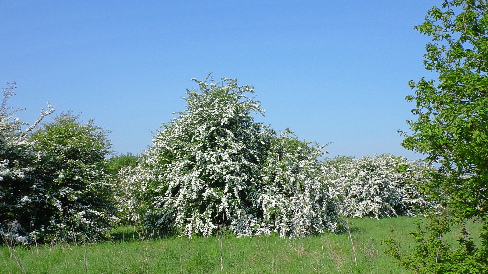 Nourishing Herbs Winter Resilience With Hawthorn Rosehips