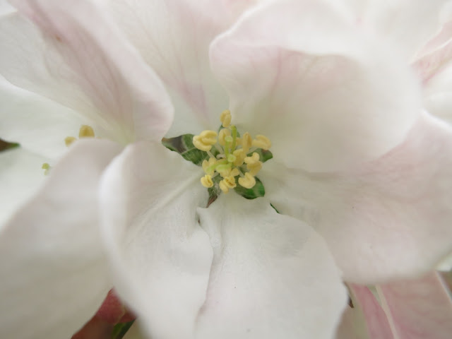 The centre of an apple blossom flower.
