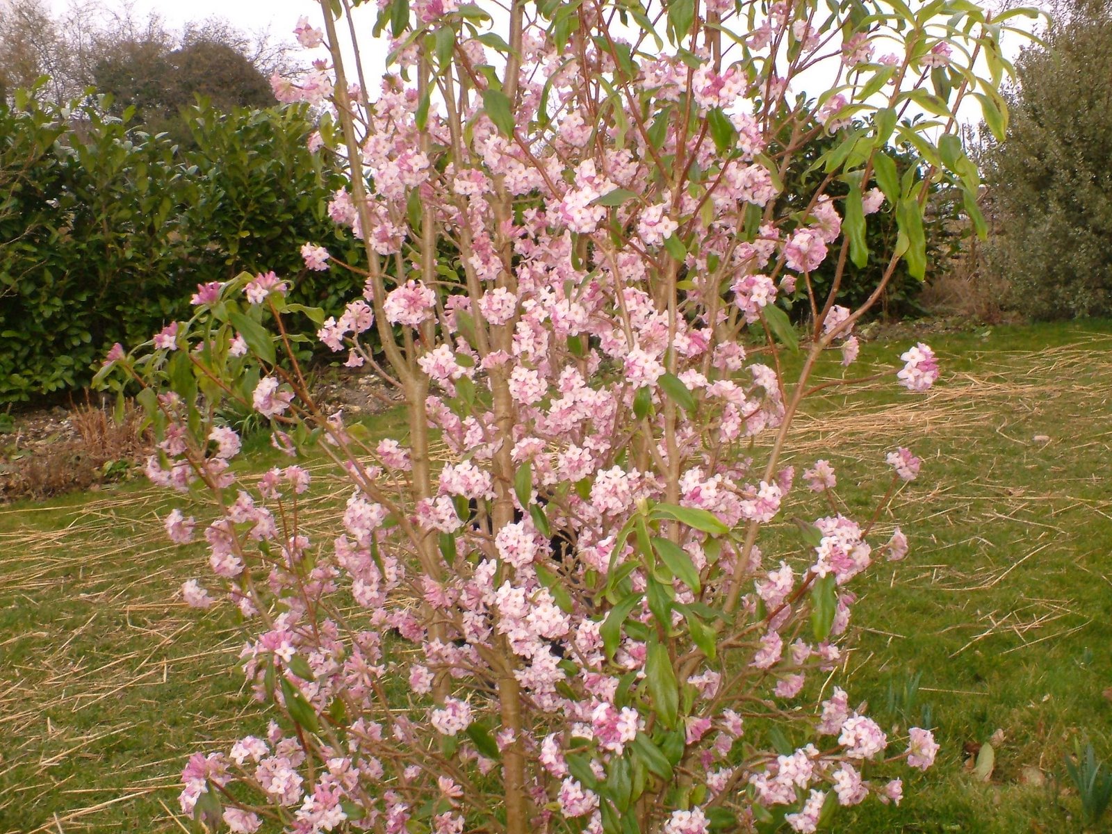 Weeding On The Wild Side Spring Fragrance For Gbbd April 16 2014