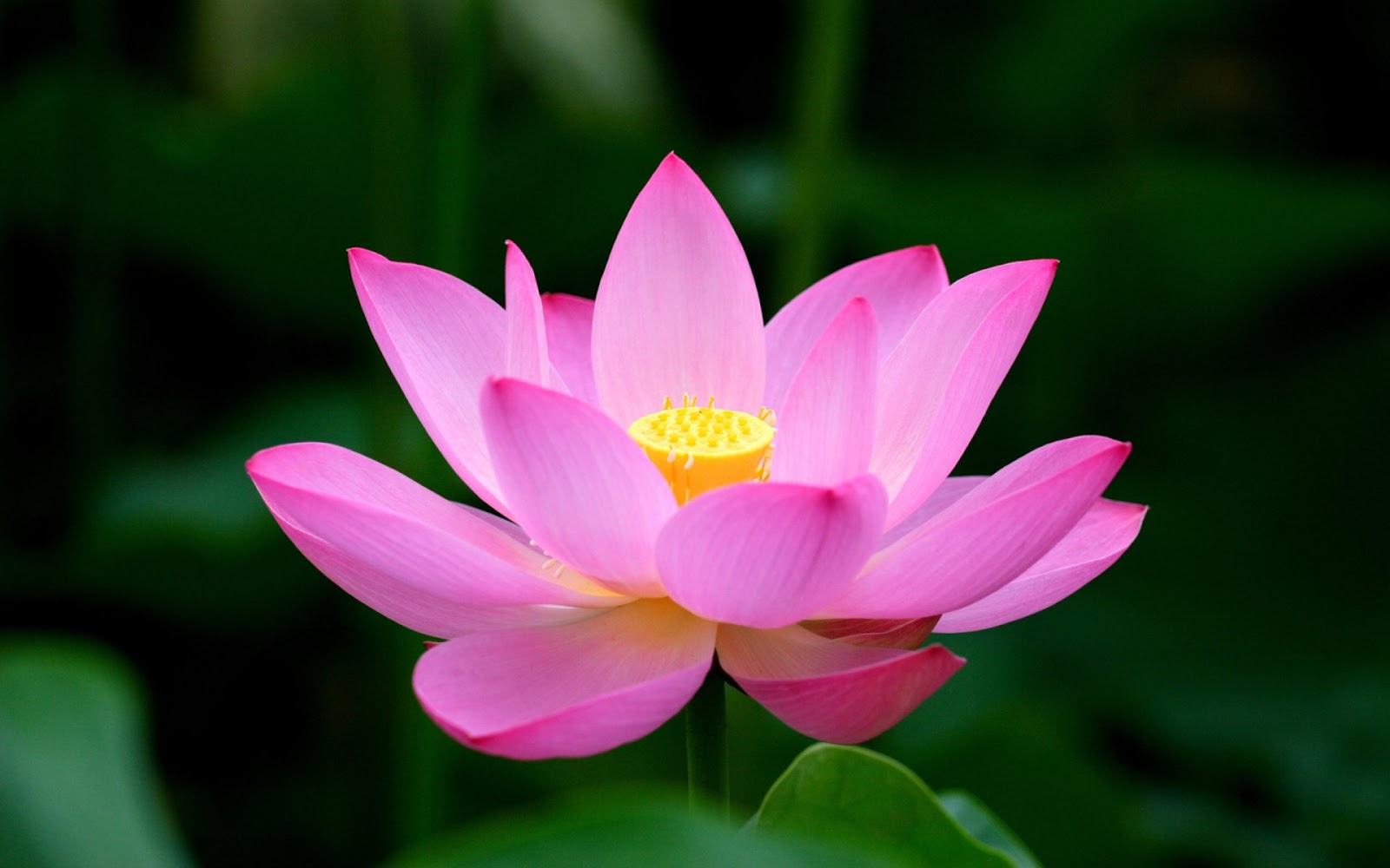 Lotus flower