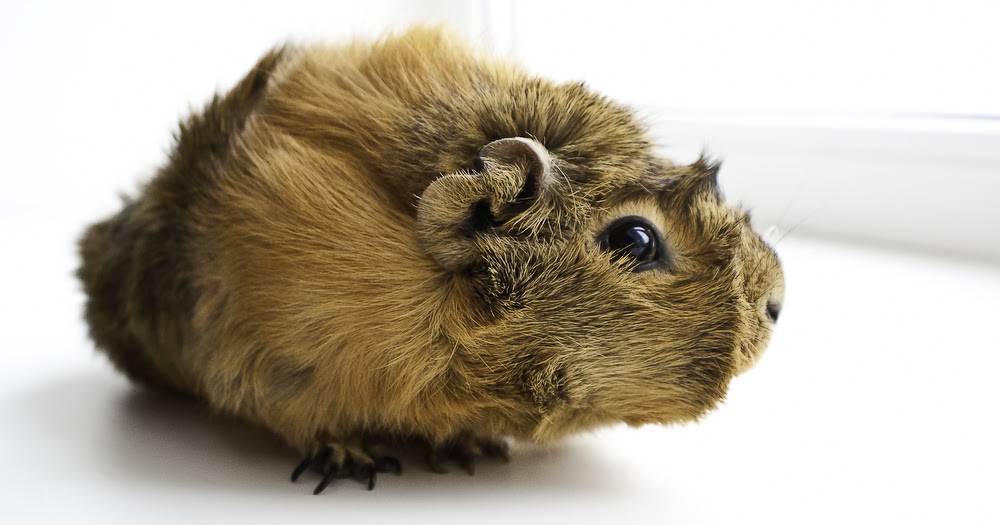 морская свинка сфинкс. морская свинка сфинкс. морская свинка сфинкс. морская свинка скинни. морская свинка сфинкс.