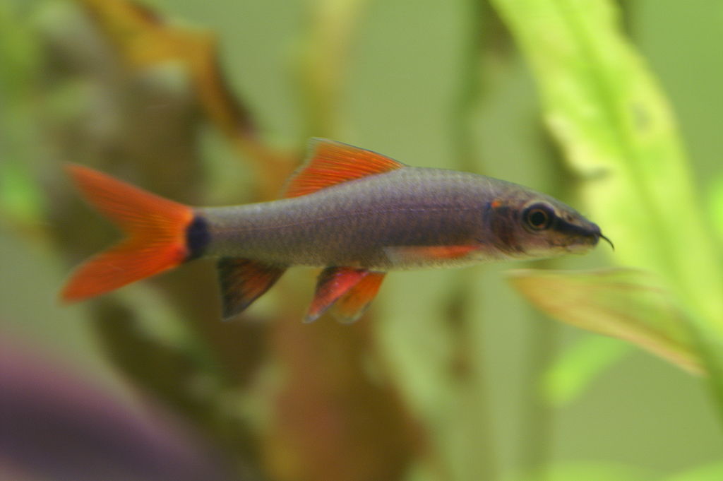 Mengenal Dan Merawat Ikan Redfin Lovedfish