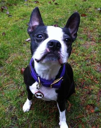 red dingo customer service