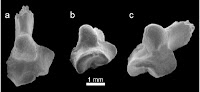 http://sciencythoughts.blogspot.co.uk/2013/05/a-south-american-marsupial-from-early.html