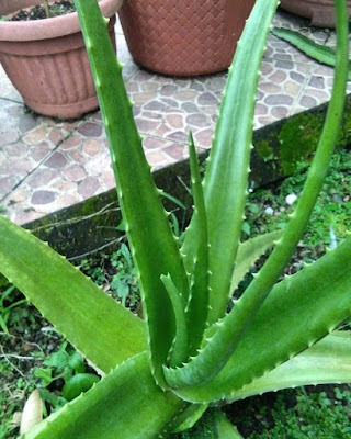 Manfaat Lidah Buaya Untuk Obat Kulit Gatal Ini Cara Menggunakannya  Lidah buaya adalah satu tanaman yang sudah tidak asing lagi ditelinga kita Manfaat Lidah Buaya Untuk Obat Kulit Gatal Ini Cara Menggunakannya