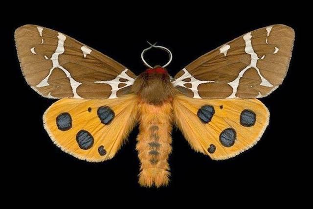Majestic Moths By Jim des Rivières