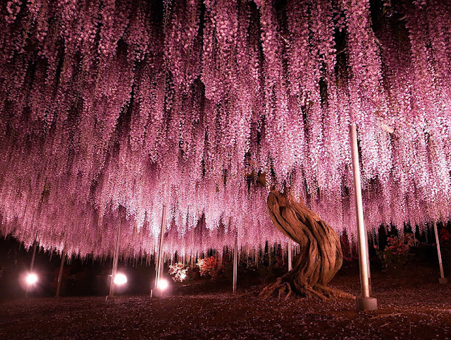 La glicina más vieja de Japón con 145 años de edad