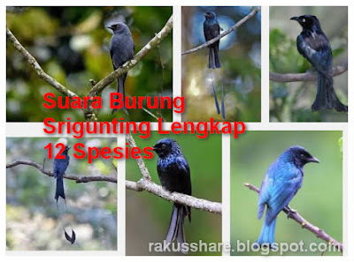 Download Suara Burung Srigunting Mp3 Lengkap