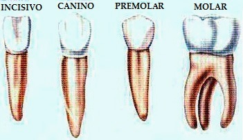 Dientes Dibujo de diferentes dientes para niños