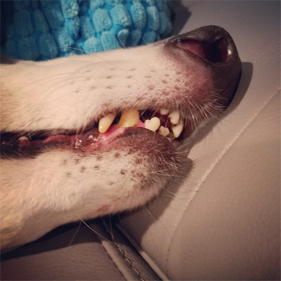 close-up image of the snout of Dudley the Greyhound