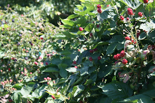 blackberries arboretum ripening sun