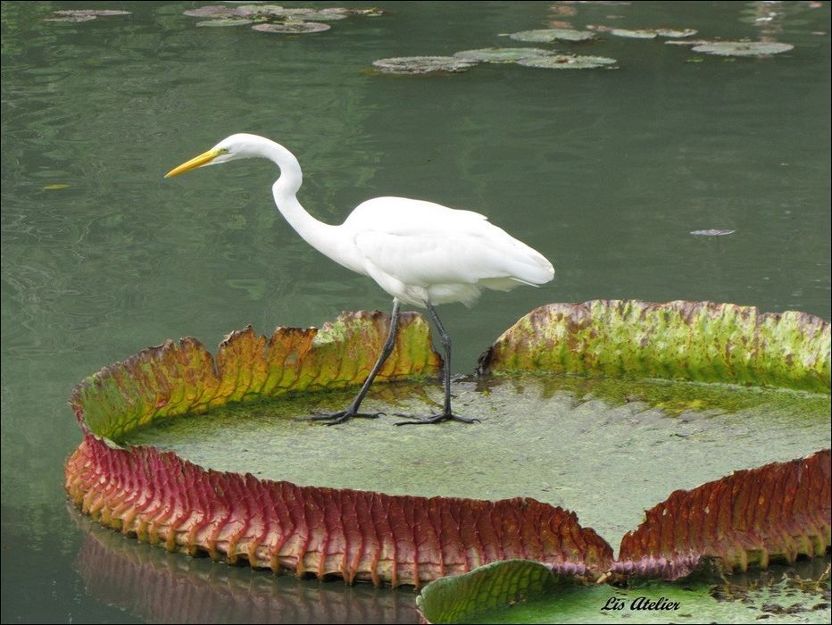 Top World News largest water lily in the world