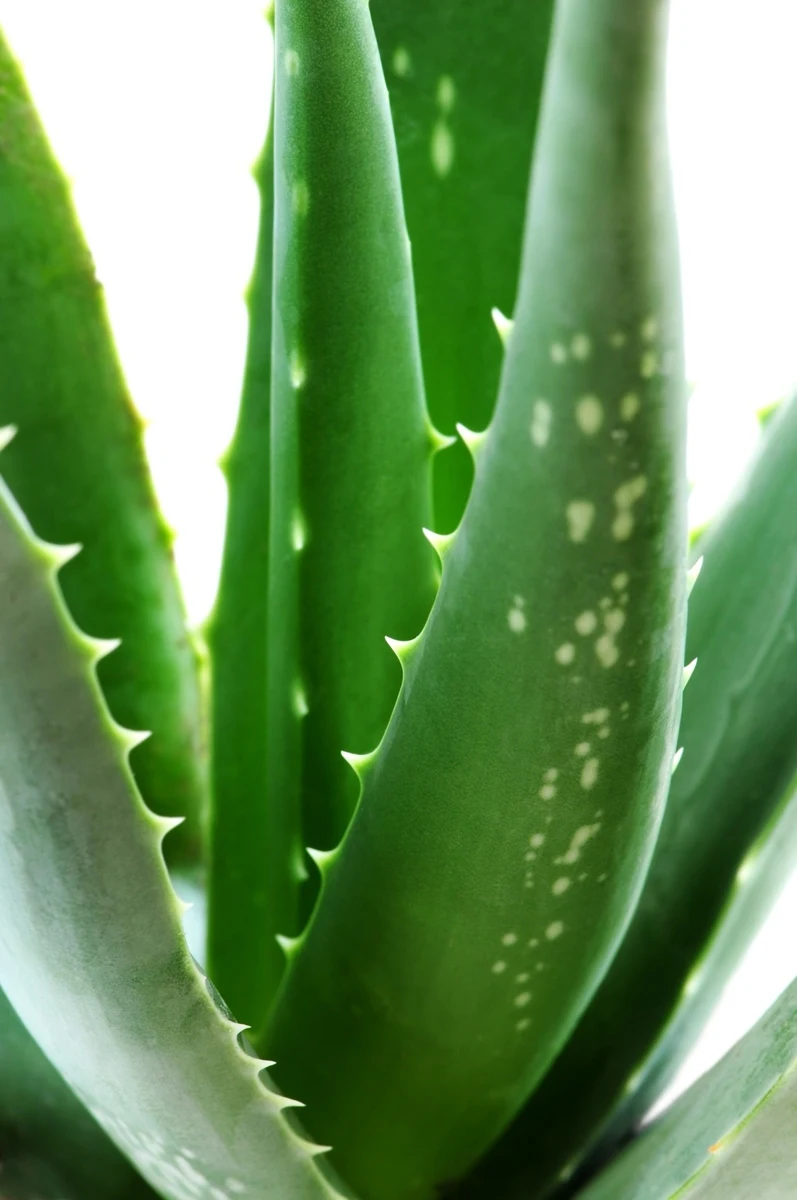 Aloe vera for getting long hair