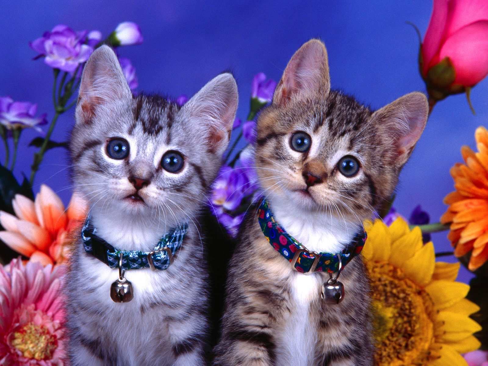 Wallpapers He Wallpapers: cute cats wallpapers