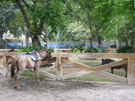 Horses for rent in Manila Zoo
