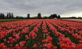 Woodburn Tulip Festival Oregon
