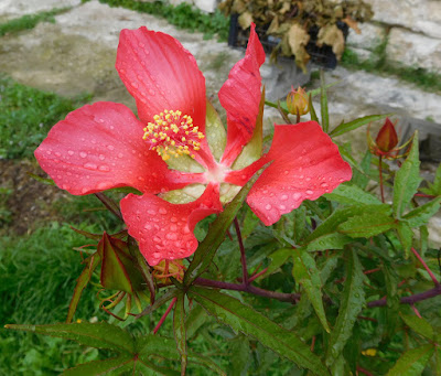 rose lavanda dittamo frassinella tarassaco erbe officinali sali aromatici confetture tisane ghirlande oleoliti dell'appennino bolognese e modenese