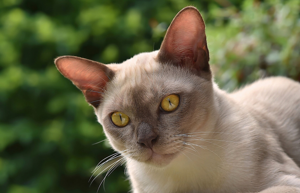 are burmese cats like dogs