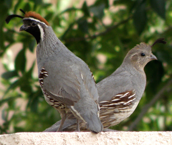 differences between male and female quail, how to tell male and female quails, how to determine male and female quails, quail gender determination