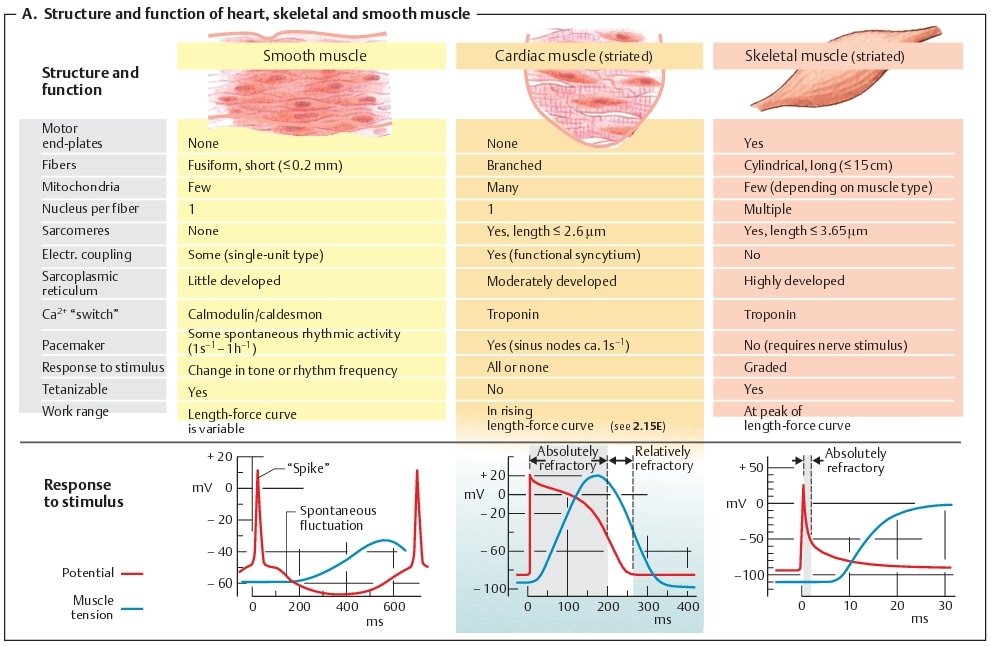 Mini Handbooks: Muscular System