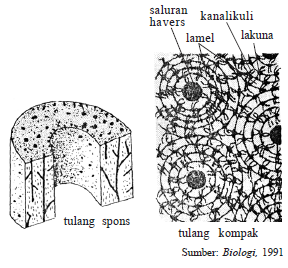 Tulang Rawan (Kartilago) dan Tulang Keras (Osteon) Tulang Rawan (Kartilago) dan Tulang Keras (Osteon)