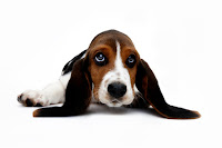 External Ear Infection In Dogs