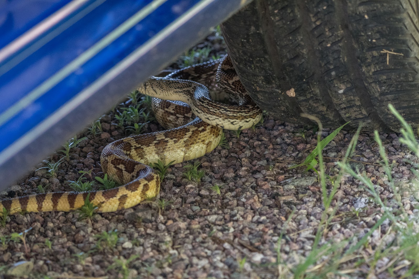 NeoVista Birds and Wildlife Arizona Feathers, Scales, Tails, Shells