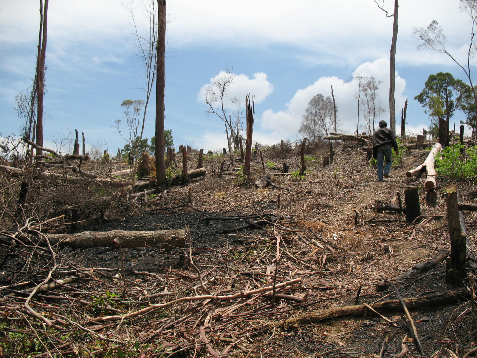 Penebangan Hutan  Terus Berlanjut Hutan  di Taput Terancam 