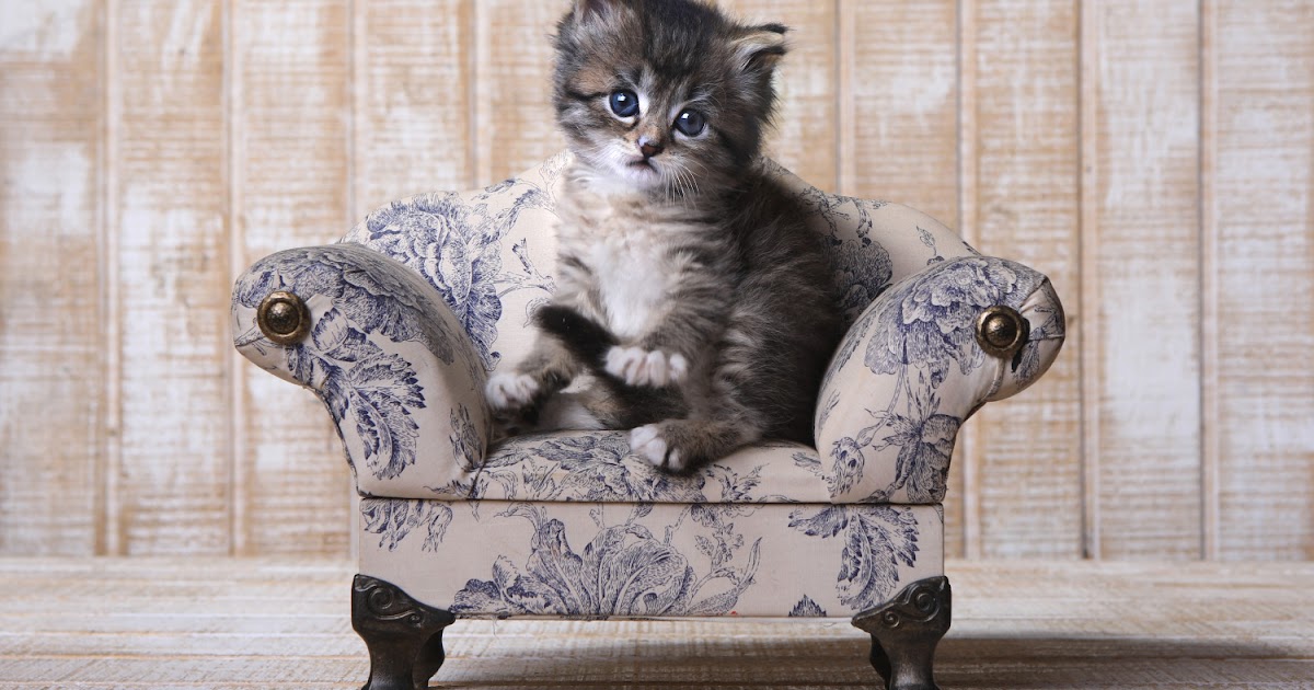 Gambar Kucing Comel : Kucing Comel Gambar Unduh Gratis Imej 501320896