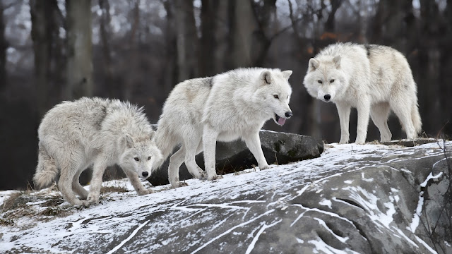 Hungry Winter Wolves