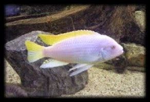 Ciclido Zebra Albino Ciclido Zebra Albino