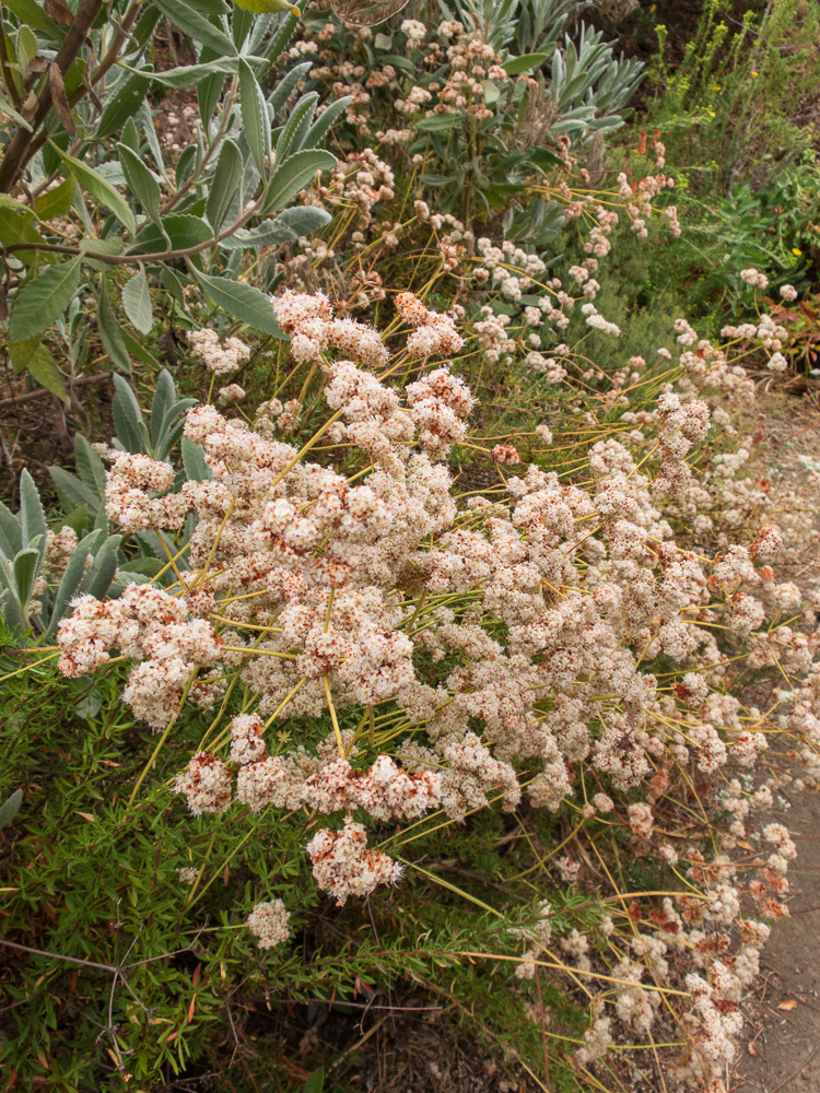 California's Beautiful Beneficial Bountiful Buckwheats Beat the Heat