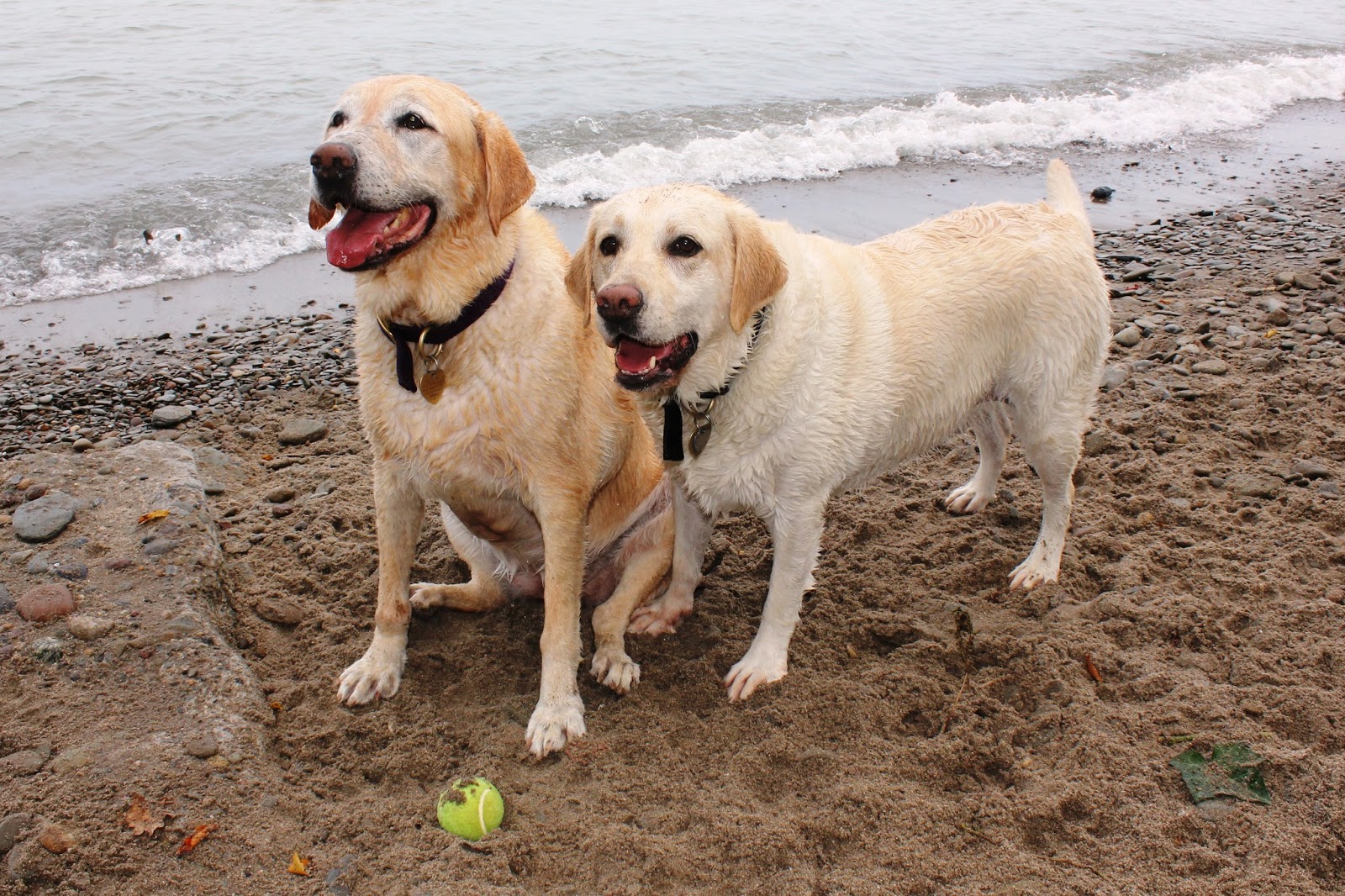 Two Yellow Dogs Travel America 2 Very YELLOW Dogs on Lake Erie, and