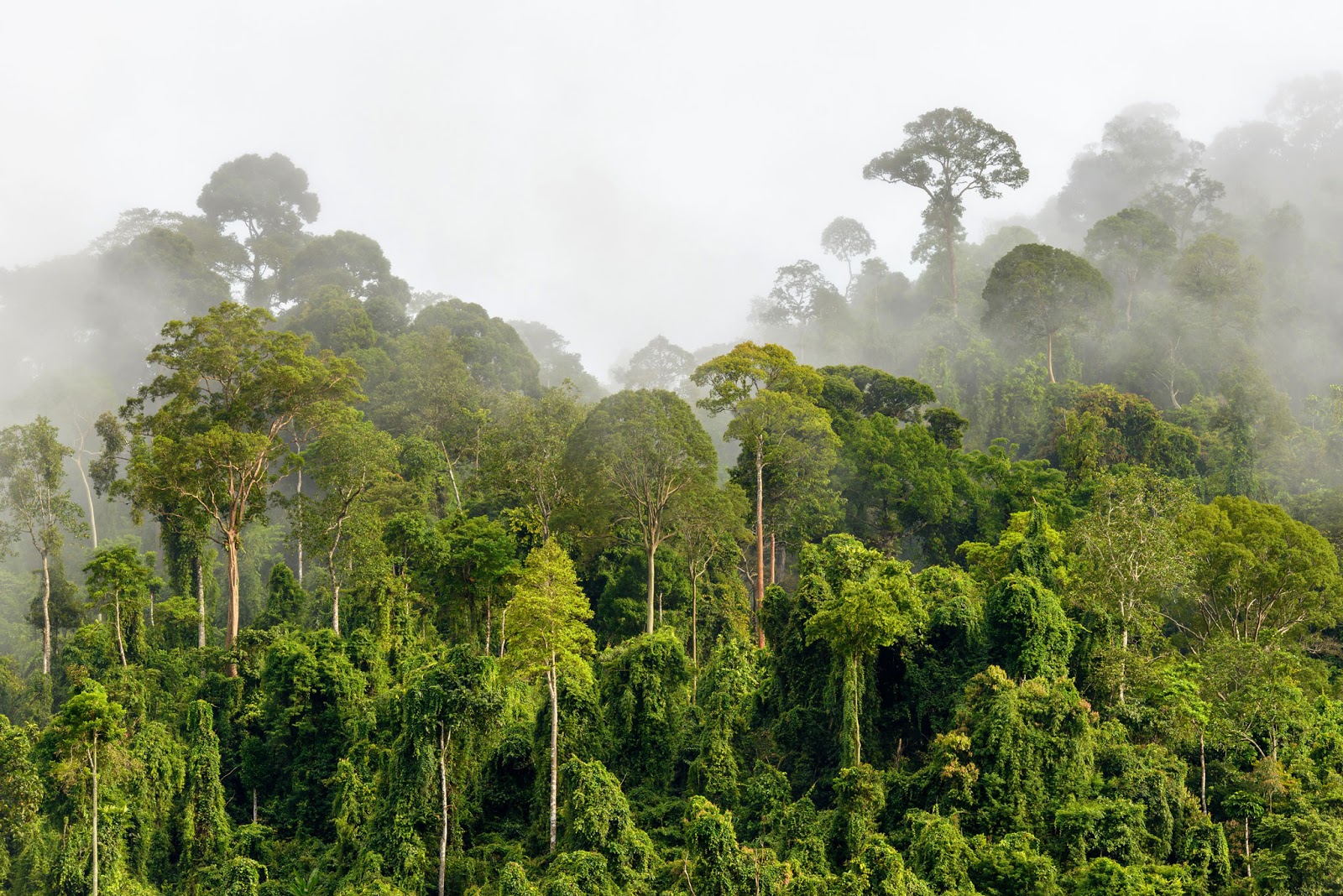 Hutan Tertua di Dunia Ternyata Berasal Dari Indonesia - PortalHijau.Com
