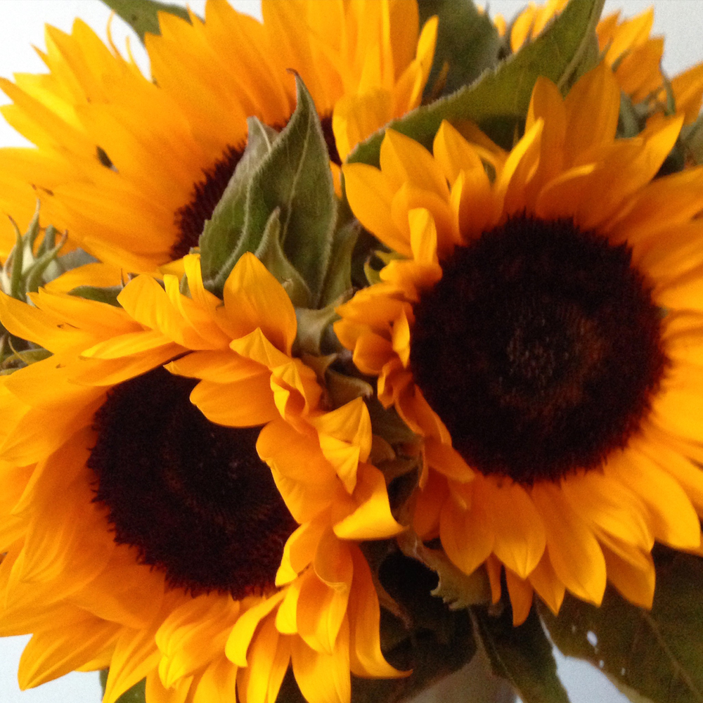 Sunflower heads