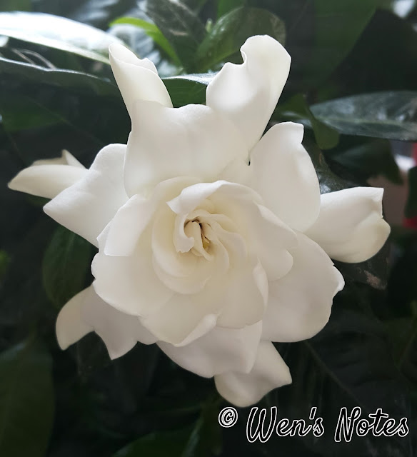Sweet Smelling Gardenia Plant Wen's Notes