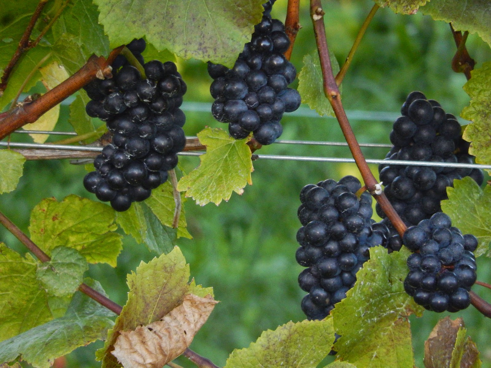 Granville Gardens Vineyard