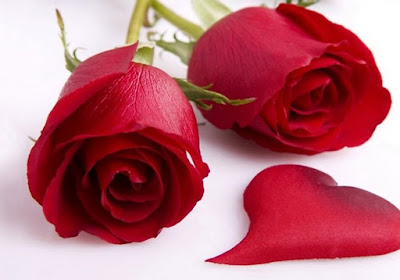 hoa valentine đẹp