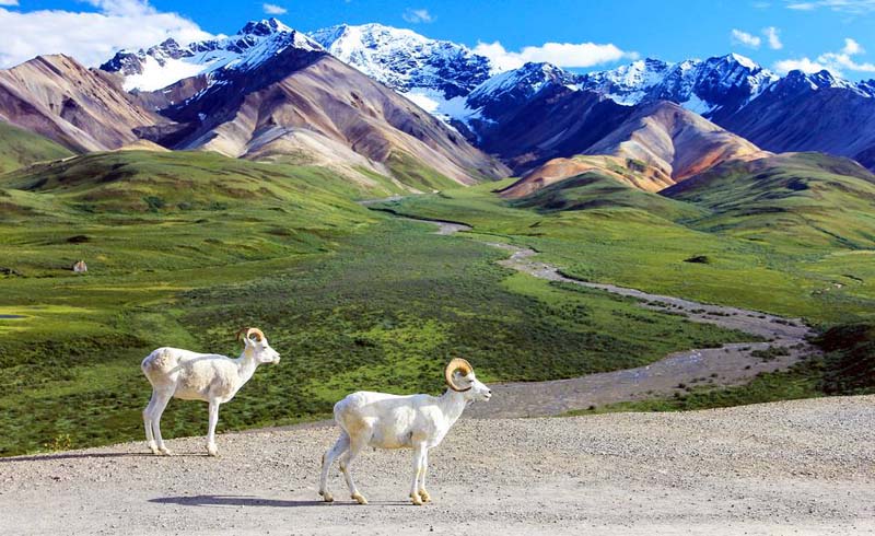Denali National Park