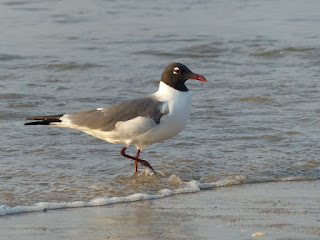 Leucophaeus atricilla - Mouette atricille Leucophaeus atricilla - Mouette atricille